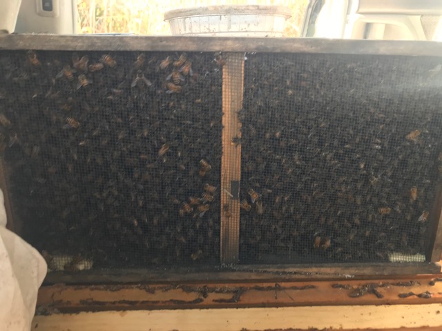 A package of bees