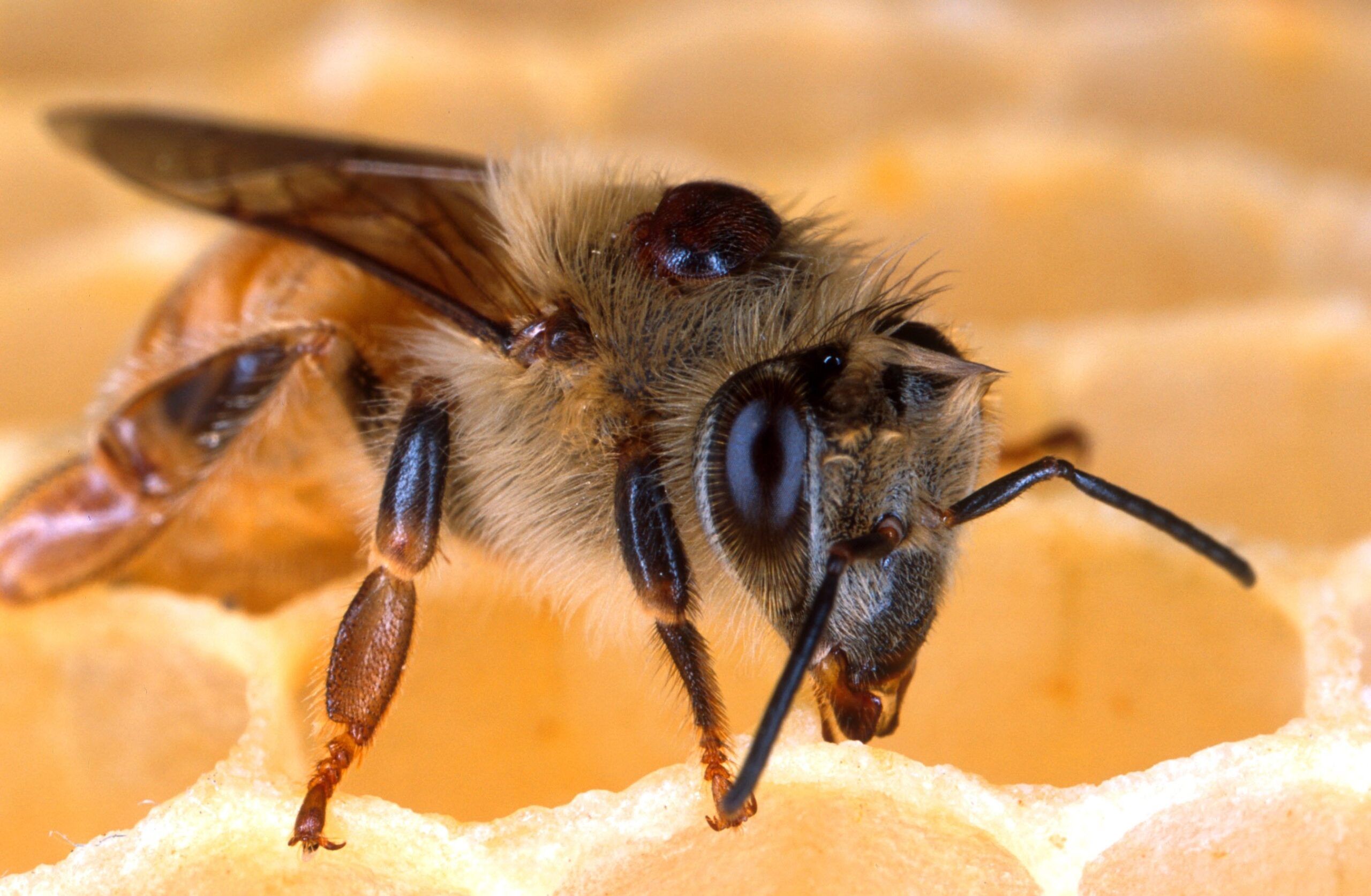 A bee with a varroa mite on it