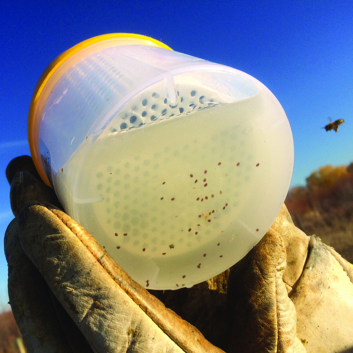 Performing an Easy Check alcohol wash to check for varroa. © copyright Camilius Lay. Used with permission.