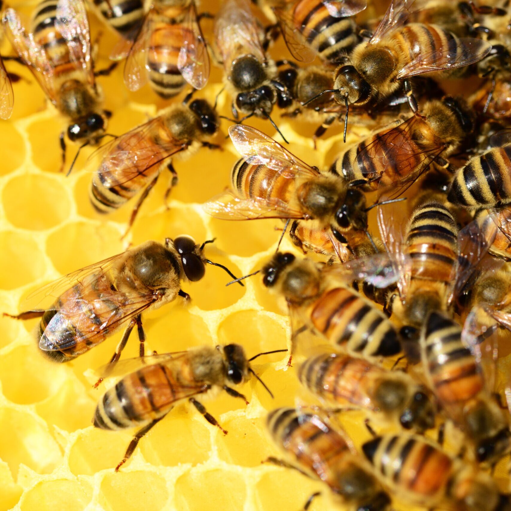 Bees on freshly drawn comb