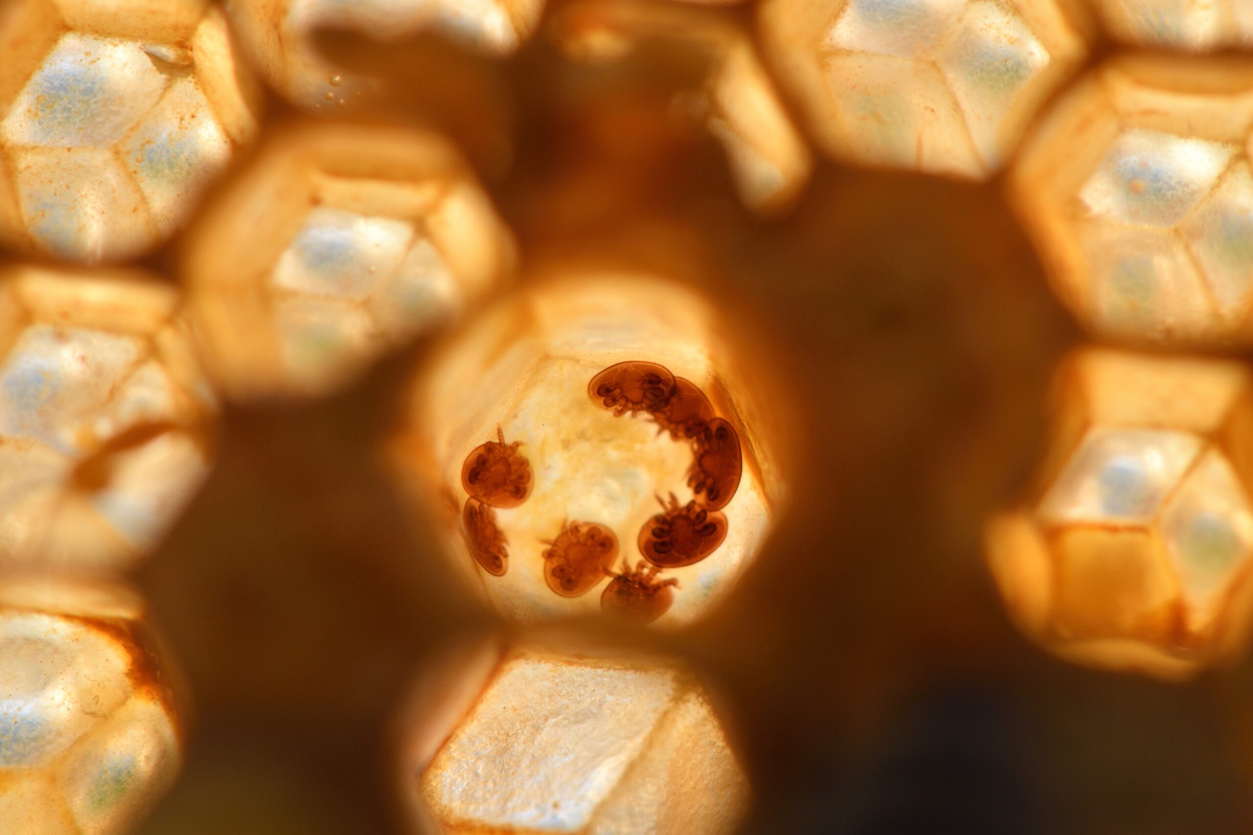 Varroa Destructor mites in a cell