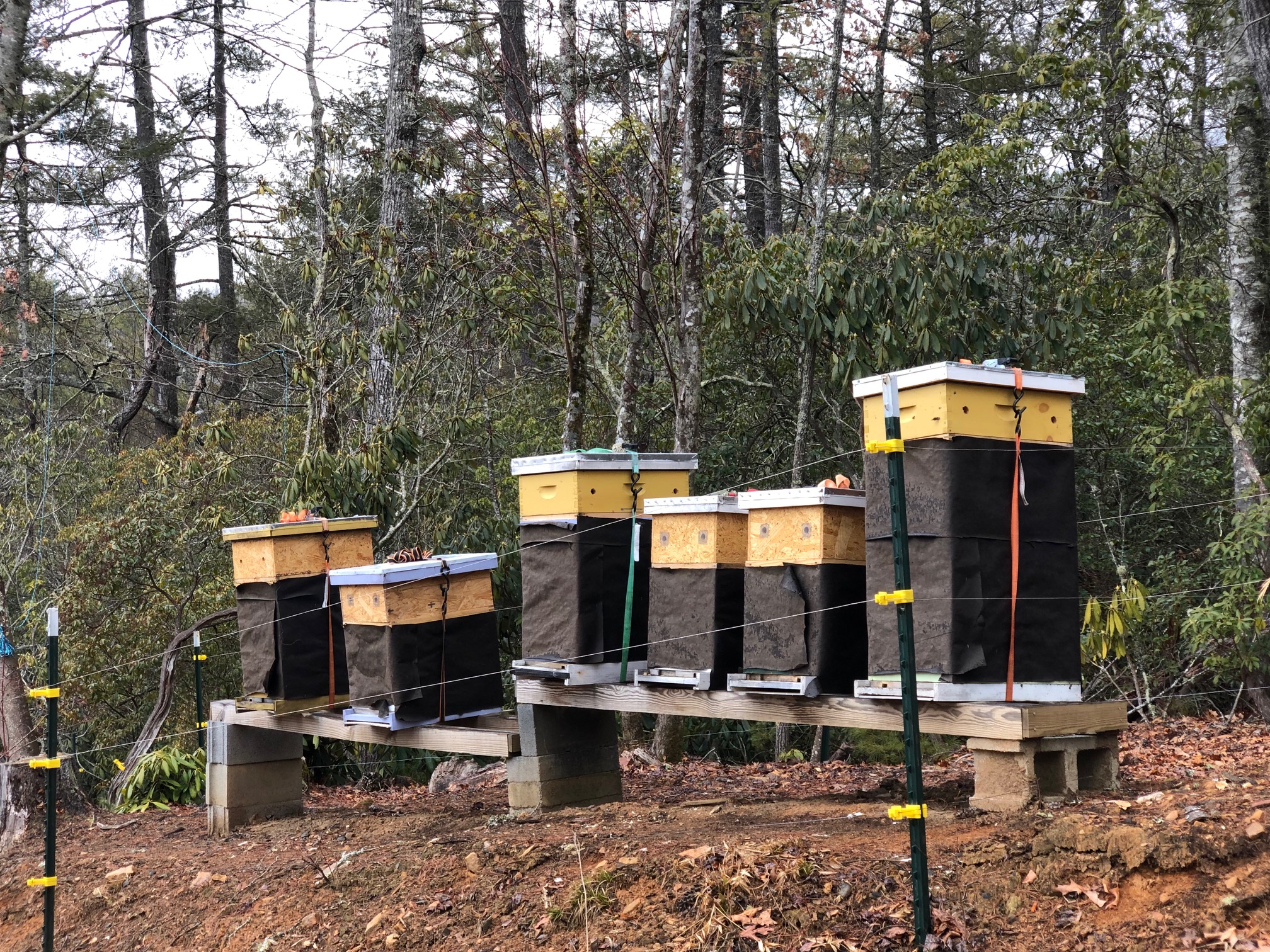 hives in winter