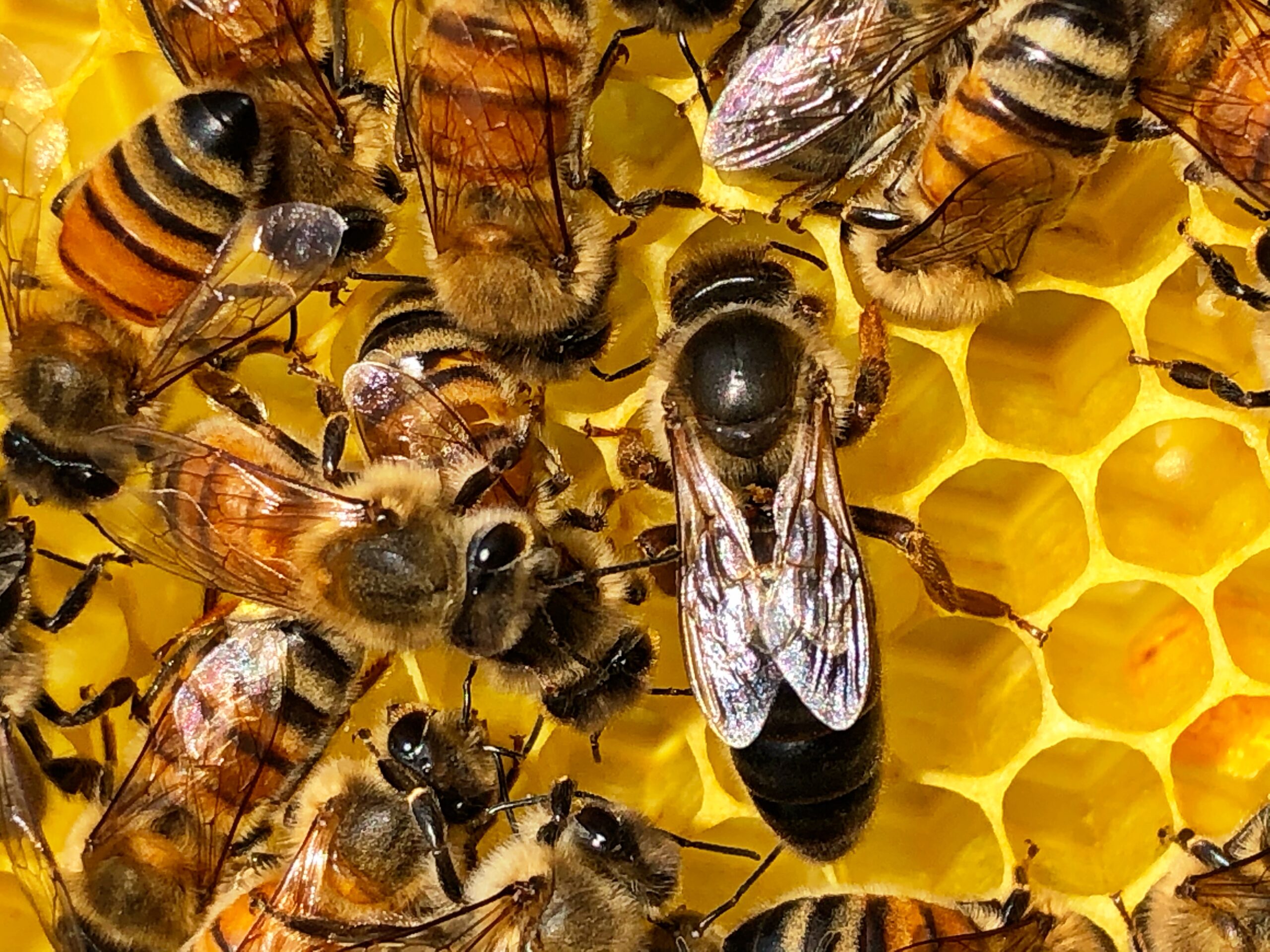 A queen bee surrounded by workers