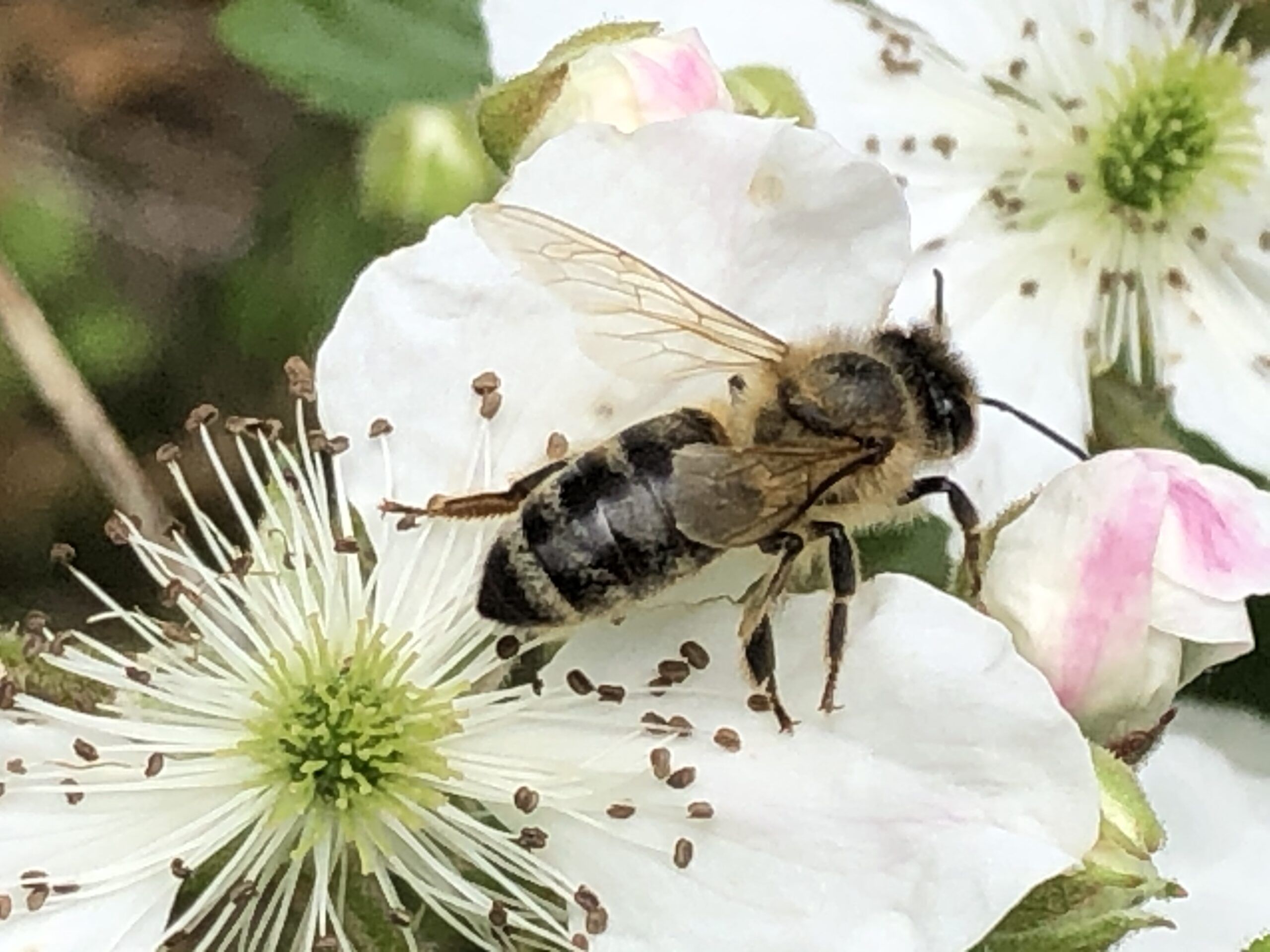 Honeybee on a white flower