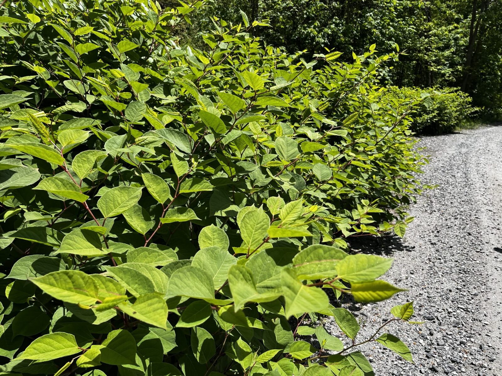 Knotweed growing alongside a gravel road in Mitchell County.